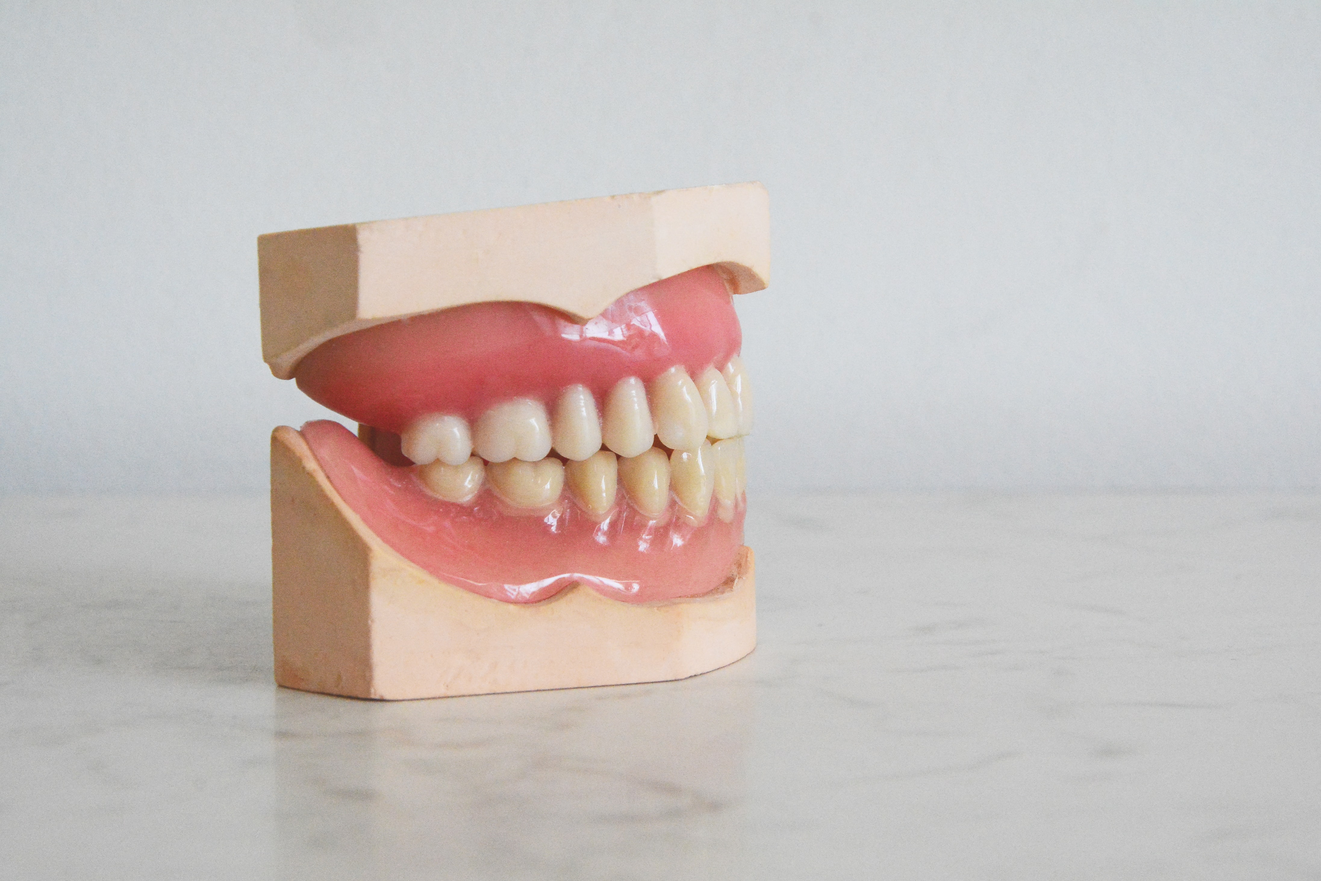 A prop used to show gum disease causes and symptoms