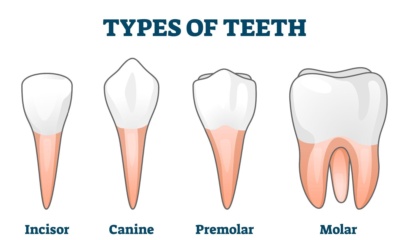 Illustration Of The Different Types Of Teeth