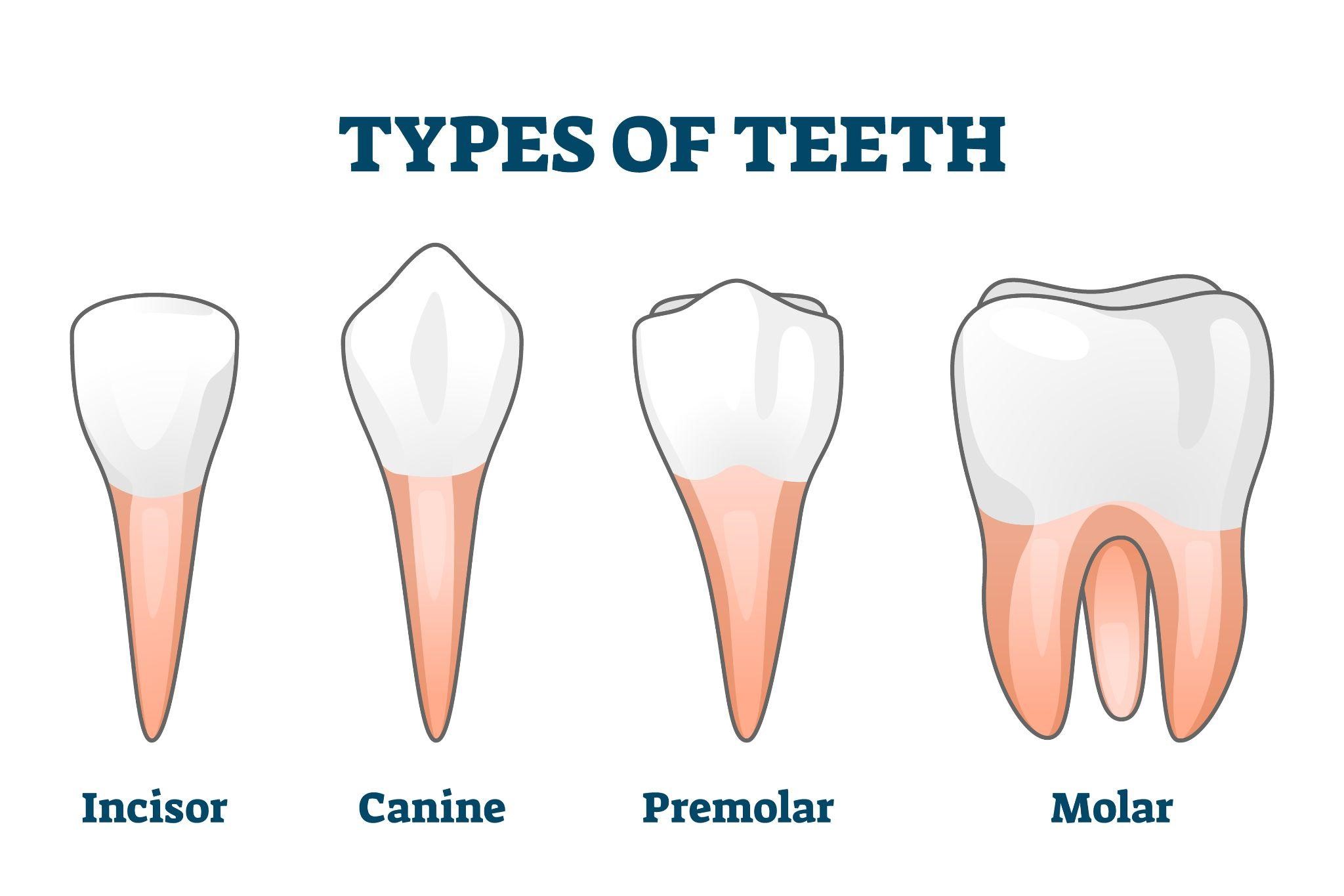 Illustration Of The Different Types Of Teeth